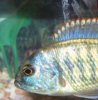 Chilotilapia%20rhodesii%203.jpg