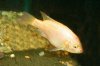 Oreochromis_mossambicus.jpg