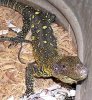 varanus%20salvadorii%20(21).jpg