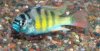 haplochromis_ishmael.jpg