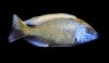 Nimbochromis_venustus.jpg