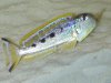 xenotilapia_ochrogenys_mzuri.jpg