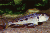 Aquaweb-VICichlideXenotilapia-ochrogenys.gif