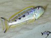 xenotilapia_ochrogenys_mzuri.jpg