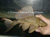 Pleco Lagarto3.jpg