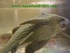 RoyalPleco.JPG