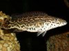 pike (cobra).jpg
