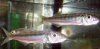 Bathybates_fasciatus.jpg