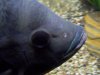 MyFish 024.jpg