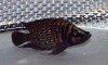 Altolamprologus_calvus-M_2.jpg