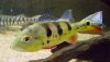 mypeacockbassdec063.jpg