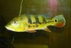 mypeacockbassdec066.jpg