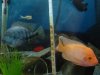 fish 031.jpg