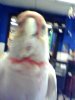 snapshot20061215181043.jpg