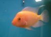 RD1.JPG