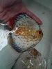 discus.jpg