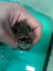 snapper front.jpg