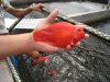 parrot fish.JPG