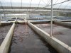 parrot fish farm.JPG
