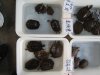 turtles 2.JPG