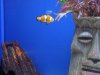 Nemo 2.JPG