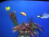 Nemo 3.JPG