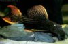scarlet pleco l-25.jpg scarlet pleco l-25.jpg