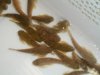 china loach 3.JPG