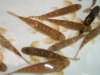china loach 2.JPG