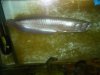 arowanas 110.jpg