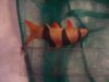 clown loach pix 003.JPG