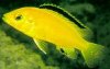 electric-yellow-lab-cichlid.jpg electric-yellow-lab-cichlid.jpg
