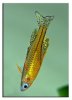 mar5gertrudae2.jpg