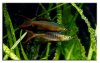 mar26threadfin2.jpg