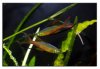 mar26threadfin3.jpg