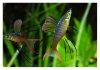 mar26threadfin6.jpg