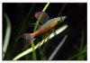 mar27threadfin3.jpg
