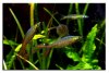 mar27threadfin5.jpg