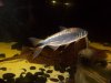 100_0238.JPG