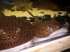 100_0233.JPG
