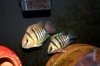 IMG_5879ntet.JPG IMG_5879ntet.JPG