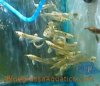silver-arowana-1.jpg