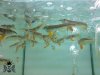 silver-arowana-2.jpg