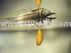 silver-arowana-3.jpg