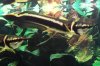 black-arowana-2.jpg