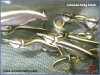 black-arowana-3.jpg