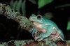 chinese gliding frog.jpg