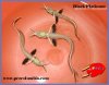 phoca_thumb_l_black_aro.jpg