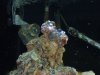 reef tank 001.JPG
