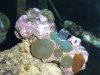 reef tank 011.JPG